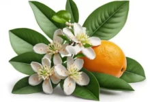 خواص عرق بهار نارنج برای سلامت زنان: یک بررسی جامع و علمی