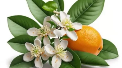 خواص عرق بهار نارنج برای سلامت زنان: یک بررسی جامع و علمی