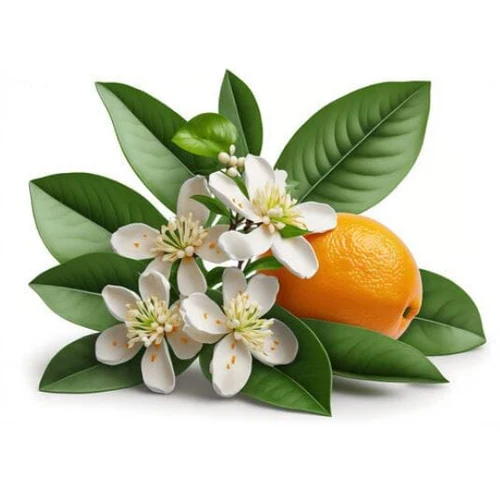 خواص عرق بهار نارنج برای سلامت زنان: یک بررسی جامع و علمی خواص عرق بهار نارنج برای سلامت زنان: یک بررسی جامع و علمی