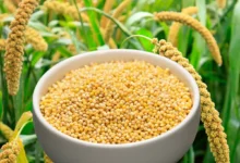خواص شگفت‌انگیز ارزن برای سلامت و زیبایی مو: یک راهنمای جامع و علمی