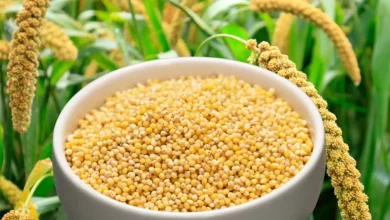 خواص شگفت‌انگیز ارزن برای سلامت و زیبایی مو: یک راهنمای جامع و علمی