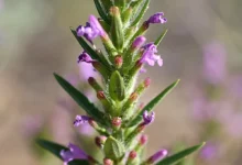 خواص کاکوتی برای عفونت: بررسی علمی، فواید، خطرات و نحوه مصرف