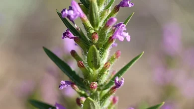 خواص کاکوتی برای عفونت: بررسی علمی، فواید، خطرات و نحوه مصرف