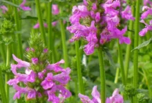 بررسی علمی خواص چای کوهی (گل راعی) برای کیست تخمدان: حقیقت یا باور؟
