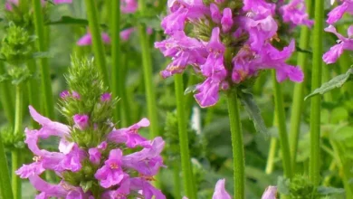 بررسی علمی خواص چای کوهی (گل راعی) برای کیست تخمدان: حقیقت یا باور؟
