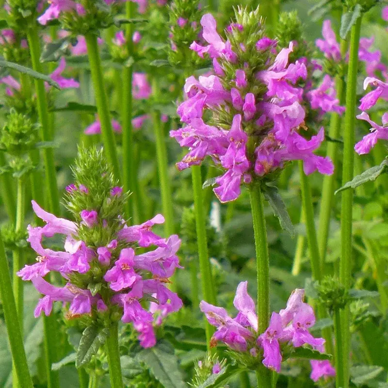 بررسی علمی خواص چای کوهی (گل راعی) برای کیست تخمدان: حقیقت یا باور؟ بررسی علمی خواص چای کوهی (گل راعی) برای کیست تخمدان: حقیقت یا باور؟