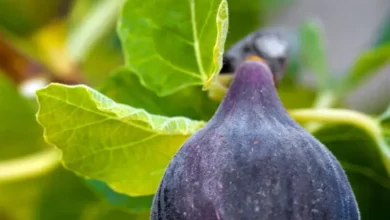 خواص انجیر سیاه برای چاقی: راهنمای کامل و علمی