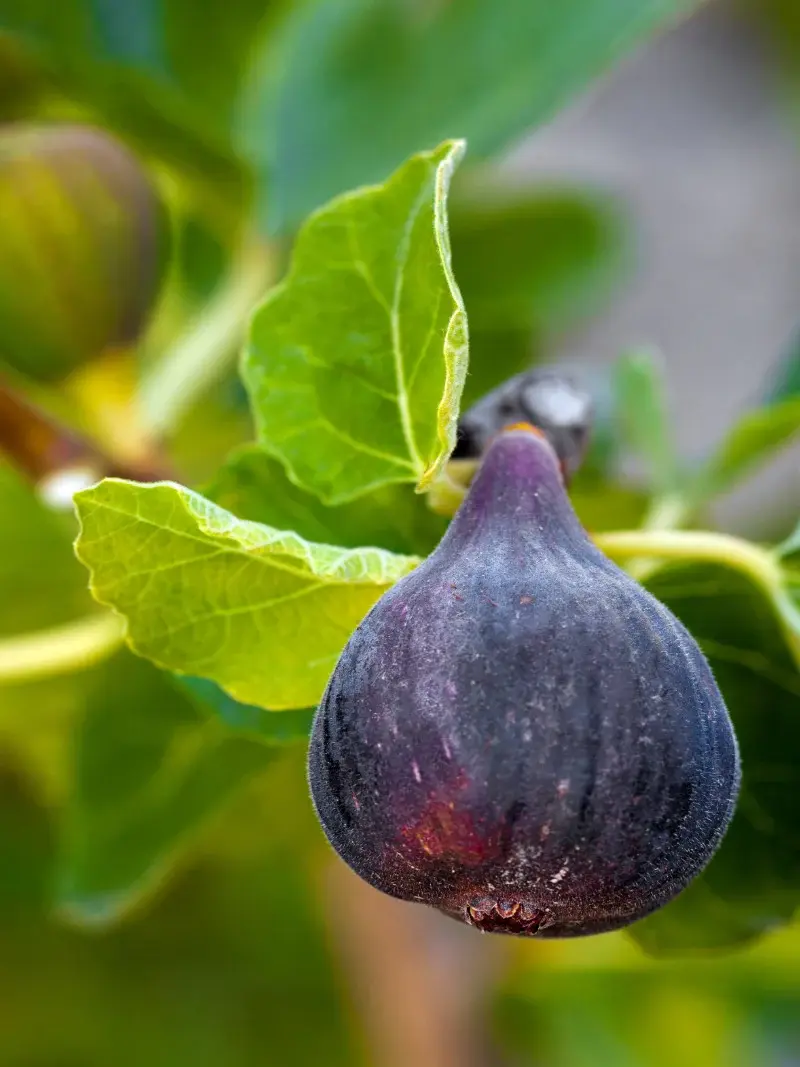 خواص انجیر سیاه برای چاقی: راهنمای کامل و علمی خواص انجیر سیاه برای چاقی: راهنمای کامل و علمی