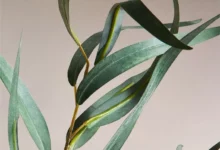 خواص روغن اکالیپتوس برای مو: از مبارزه با شوره سر تا تسکین خارش پوست
