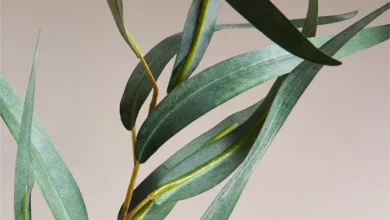 خواص روغن اکالیپتوس برای مو: از مبارزه با شوره سر تا تسکین خارش پوست