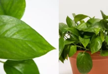 چه گلدانی برای پتوس مناسب است؟بهترین گلدان برای گیاه پتوس