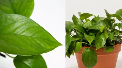 چه گلدانی برای پتوس مناسب است؟بهترین گلدان برای گیاه پتوس