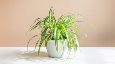 گل گندمی رو چطور قلمه بزنیم؟