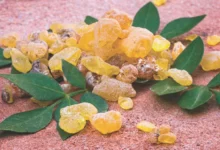 خواص شگفت‌انگیز کندر برای پوست: راهنمای جامع و علمی