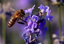 خواص اسطوخودوس برای کیست‌ها: بررسی جامع و علمی