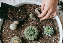 خاک کاکتوس برای چه گیاهانی مناسب است؟انتخاب درست خاک، کلید سلامت گیاه