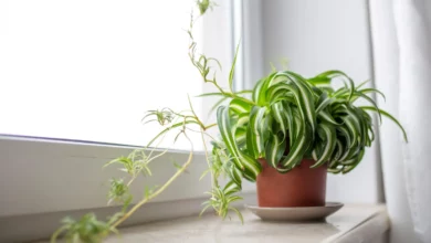 گل گندمی چقدر اب میخواد؟چقدر، چه وقت و چگونه