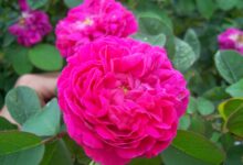 خواص گل سرخ برای سلامت کبد: نگاهی علمی به فواید، عوارض و نحوه مصرف