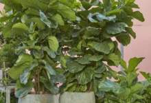 نحوه چند شاخه شدن فیکوس لیراتا چگونه است؟راهنمای جامع