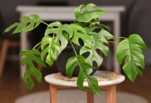 چگونه برگ انجیری را زیاد کنیم؟