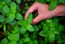 خواص عرق نعنا برای کبد: بررسی علمی و کاربردی