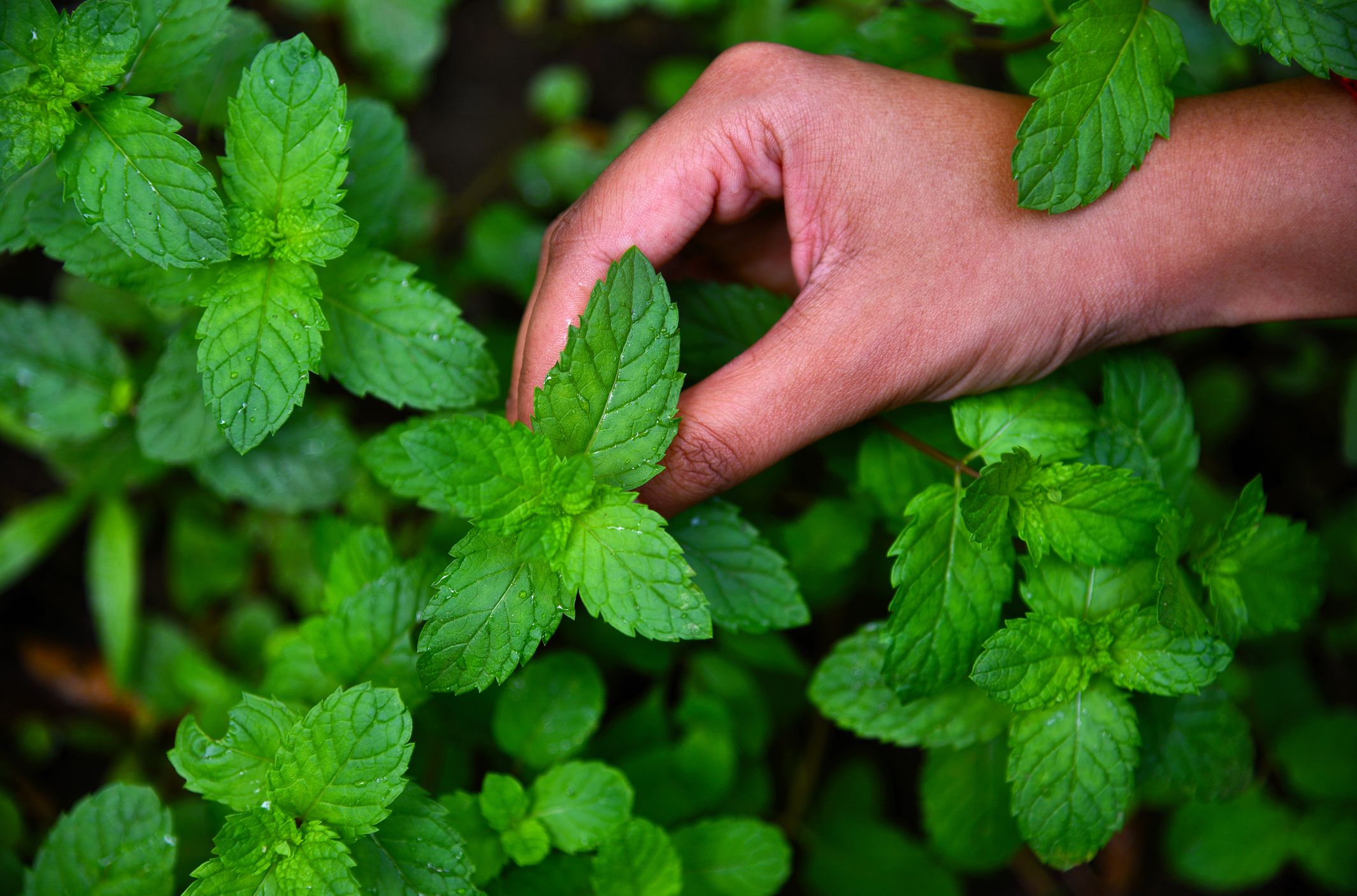 خواص عرق نعنا برای کبد: بررسی علمی و کاربردی خواص عرق نعنا برای کبد: بررسی علمی و کاربردی