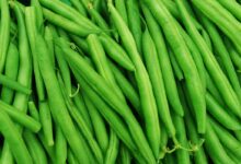 خواص شگفت‌انگیز لوبیا سبز برای لاغری و مدیریت وزن