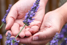 خواص اسطوخودوس برای سودا: بررسی علمی و نکات کاربردی