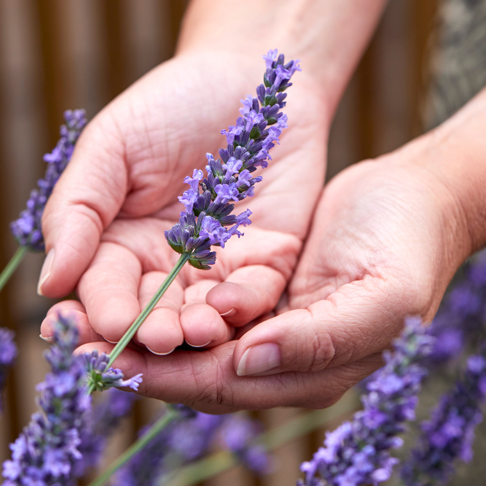 خواص اسطوخودوس برای سودا: بررسی علمی و نکات کاربردی خواص اسطوخودوس برای سودا: بررسی علمی و نکات کاربردی