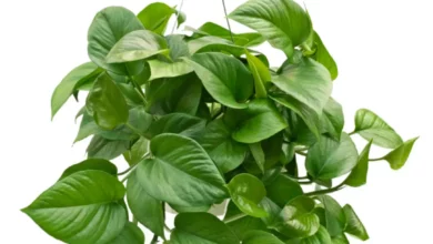 چطور پتوس پرپشتی داشته باشیم؟پتوس پرپشت و زیبا