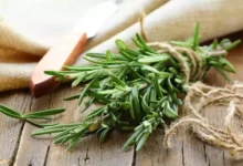 خواص رزماری برای مو: از تحریک رشد تا کاهش ریزش