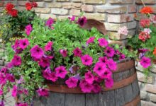 آیا پتوس گل میدهد؟پاسخ به یک سوال کلیدی برای هر دوستدار گیاه