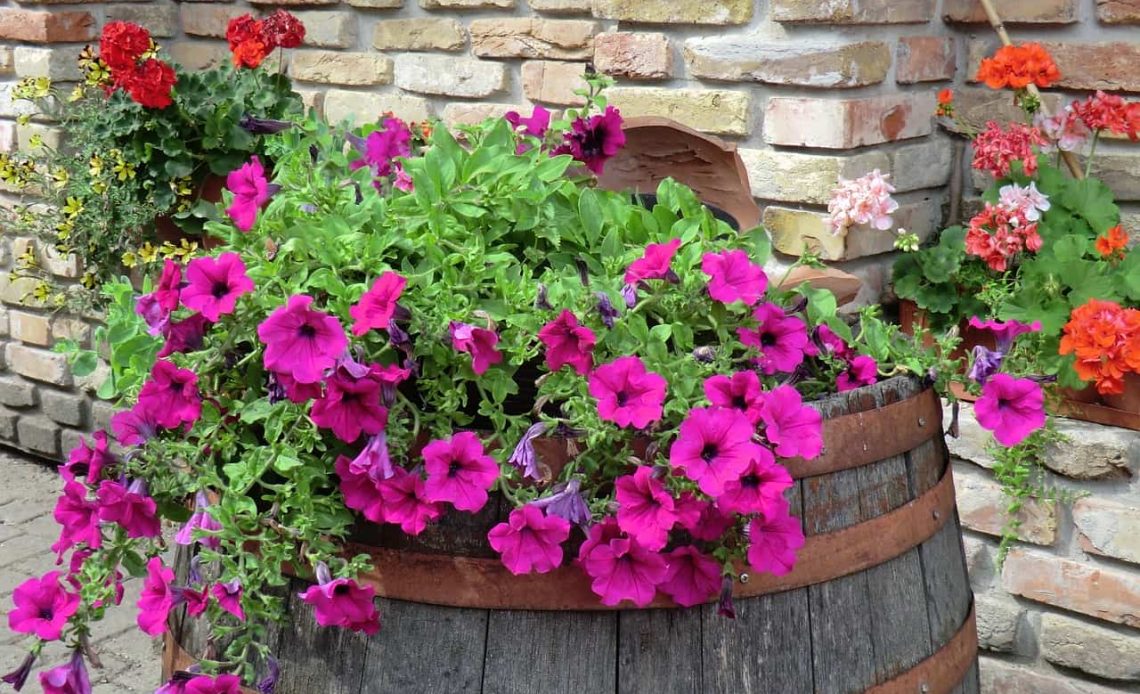 آیا پتوس گل میدهد؟پاسخ به یک سوال کلیدی برای هر دوستدار گیاه