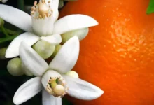 خواص عرق بهار نارنج برای اعصاب و استرس: بررسی علمی و جامع