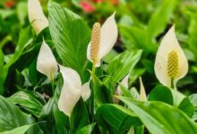 اسپاتی فیلوم کی گل میدهد؟