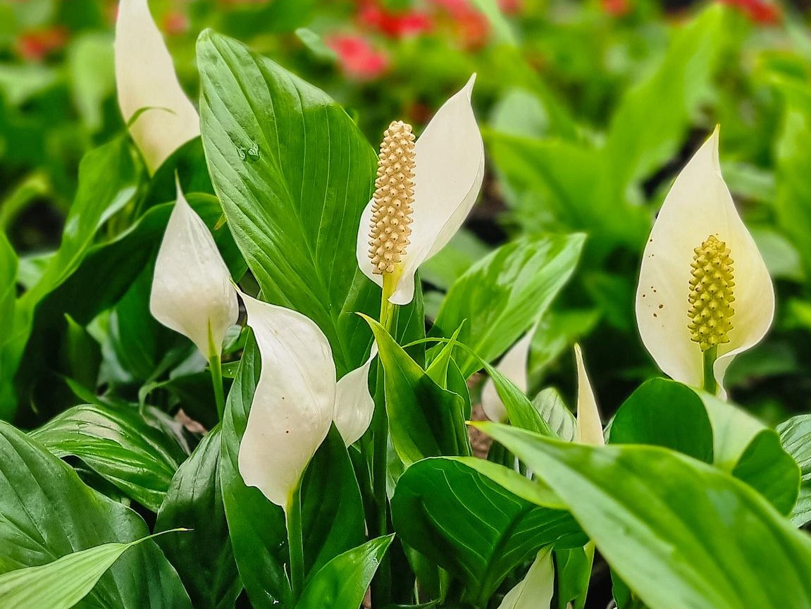 اسپاتی فیلوم کی گل میدهد؟
