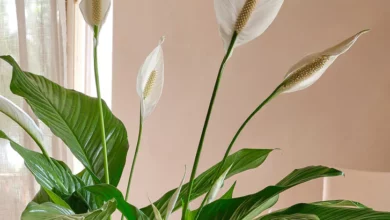 روش تکثیر اسپاتی فیلوم چگونه است؟