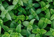 خواص عرق نعنا برای معده: بررسی علمی فواید، عوارض و نحوه مصرف