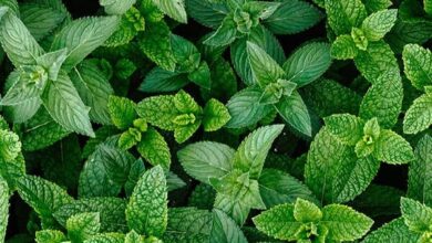 خواص عرق نعنا برای معده: بررسی علمی فواید، عوارض و نحوه مصرف