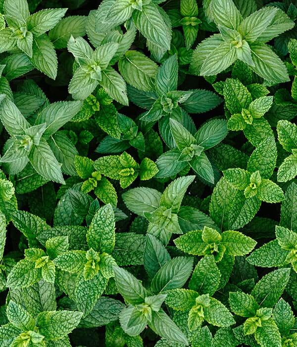 خواص عرق نعنا برای معده: بررسی علمی فواید، عوارض و نحوه مصرف خواص عرق نعنا برای معده: بررسی علمی فواید، عوارض و نحوه مصرف