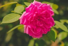 طرح کلی مقاله: خواص گل محمدی برای لاغری و مدیریت وزن