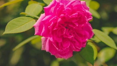 طرح کلی مقاله: خواص گل محمدی برای لاغری و مدیریت وزن