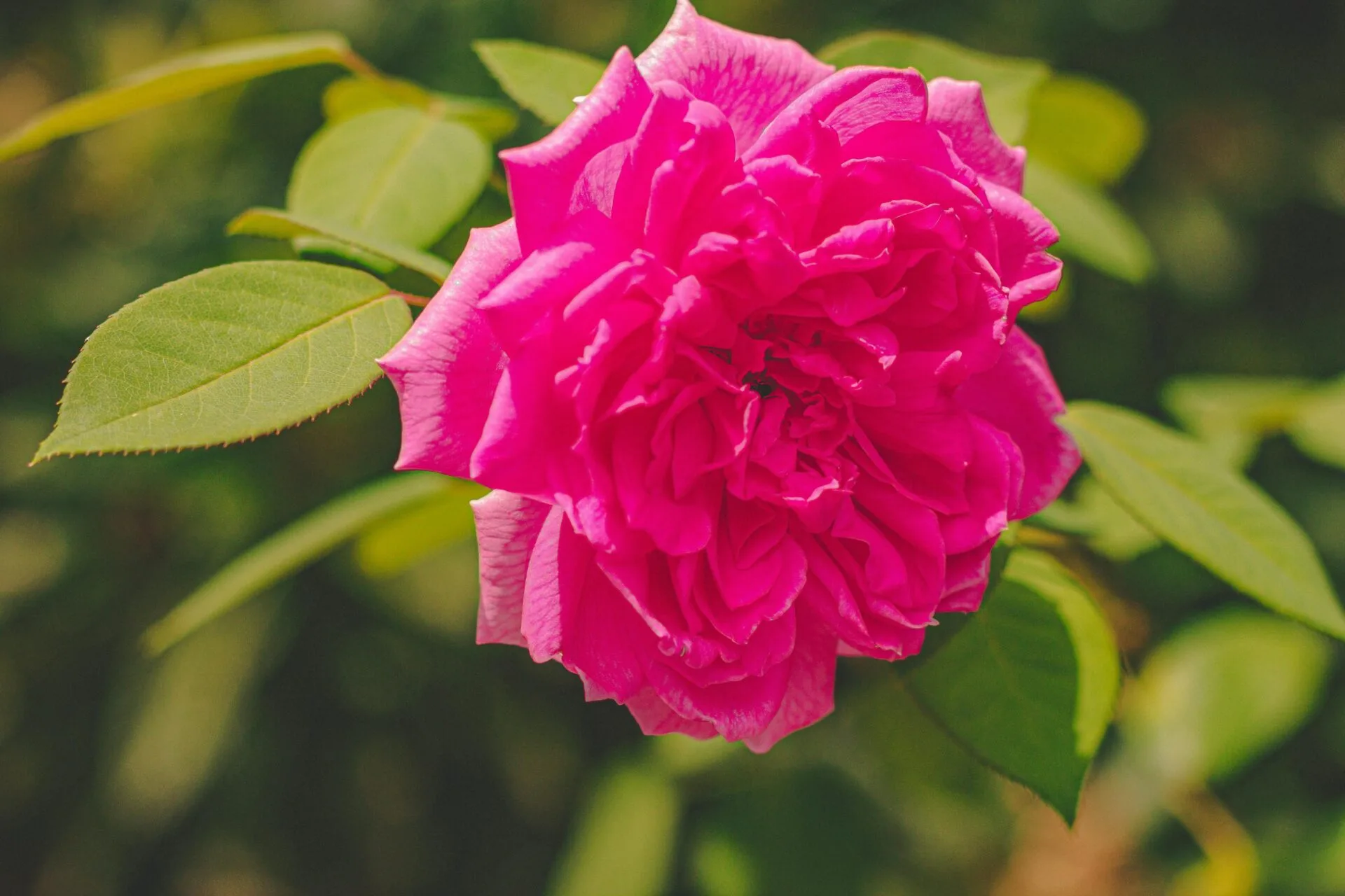 طرح کلی مقاله: خواص گل محمدی برای لاغری و مدیریت وزن طرح کلی مقاله: خواص گل محمدی برای لاغری و مدیریت وزن