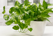 پتوس راهنمای کامل مراقبت از گیاه