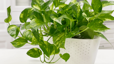 پتوس راهنمای کامل مراقبت از گیاه