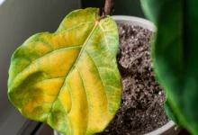 چرا برگ فیکوس لیراتا زرد میشود؟راهنمای جامع مراقبت و درمان