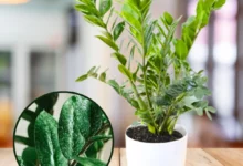 برای زاموفیلیا چه باید کرد؟