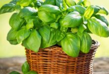 خواص ریحان برای کلیه: حقایق علمی، فواید، عوارض و نکات کلیدی