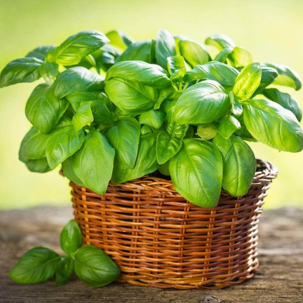 خواص ریحان برای کلیه: حقایق علمی، فواید، عوارض و نکات کلیدی خواص ریحان برای کلیه: حقایق علمی، فواید، عوارض و نکات کلیدی