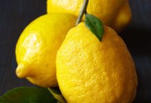 خواص لیمو شیرین برای کلیه: نگاهی جامع به فواید و ملاحظات مصرف